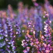 ヒメ日記 2025/05/08 10:13 投稿 八木香苗 ローテンブルク