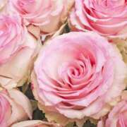 ヒメ日記 2025/05/10 08:14 投稿 八木香苗 ローテンブルク