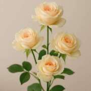 ヒメ日記 2025/05/11 12:26 投稿 八木香苗 ローテンブルク