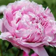 ヒメ日記 2025/05/25 10:08 投稿 八木香苗 ローテンブルク