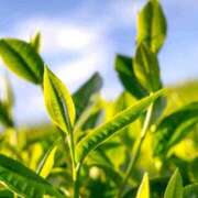 ヒメ日記 2025/06/01 10:55 投稿 八木香苗 ローテンブルク