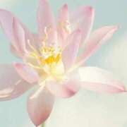 ヒメ日記 2025/06/02 13:43 投稿 八木香苗 ローテンブルク