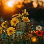 ヒメ日記 2025/06/07 08:54 投稿 八木香苗 ローテンブルク