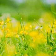 ヒメ日記 2025/06/08 08:57 投稿 八木香苗 ローテンブルク