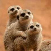 ヒメ日記 2025/06/12 12:54 投稿 八木香苗 ローテンブルク