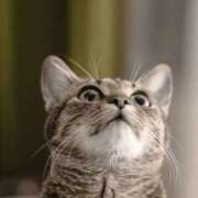 ヒメ日記 2025/07/01 06:15 投稿 八木香苗 ローテンブルク