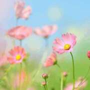 ヒメ日記 2025/09/08 07:29 投稿 八木香苗 ローテンブルク