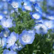 ヒメ日記 2025/09/09 06:00 投稿 八木香苗 ローテンブルク