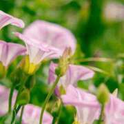 ヒメ日記 2025/09/10 05:23 投稿 八木香苗 ローテンブルク