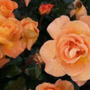 ヒメ日記 2025/09/12 06:00 投稿 八木香苗 ローテンブルク