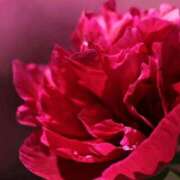 ヒメ日記 2025/09/14 06:00 投稿 八木香苗 ローテンブルク