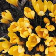 ヒメ日記 2025/09/15 11:23 投稿 八木香苗 ローテンブルク