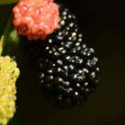 ヒメ日記 2025/09/16 06:15 投稿 八木香苗 ローテンブルク