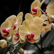 ヒメ日記 2025/09/19 06:00 投稿 八木香苗 ローテンブルク