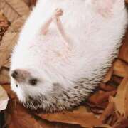 ヒメ日記 2025/10/24 09:05 投稿 八木香苗 ローテンブルク