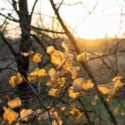 ヒメ日記 2025/11/02 06:08 投稿 八木香苗 ローテンブルク