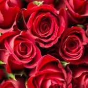 ヒメ日記 2025/11/15 10:25 投稿 八木香苗 ローテンブルク