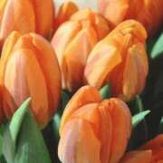 ヒメ日記 2025/11/20 09:43 投稿 八木香苗 ローテンブルク