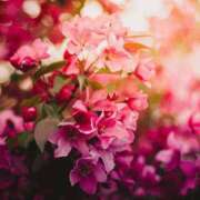 ヒメ日記 2025/11/21 06:30 投稿 八木香苗 ローテンブルク