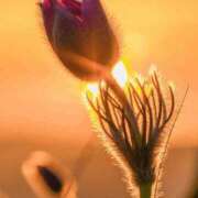 ヒメ日記 2025/11/24 06:00 投稿 八木香苗 ローテンブルク