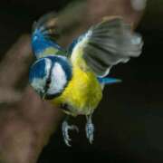 ヒメ日記 2025/11/26 12:01 投稿 八木香苗 ローテンブルク