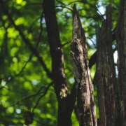 八木香苗 新緑が恋しい ローテンブルク