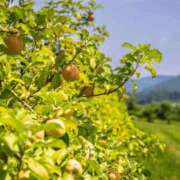 ヒメ日記 2026/01/13 21:48 投稿 八木香苗 ローテンブルク
