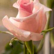 ヒメ日記 2026/01/18 10:17 投稿 八木香苗 ローテンブルク