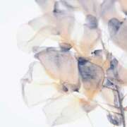 ヒメ日記 2026/01/24 06:00 投稿 八木香苗 ローテンブルク