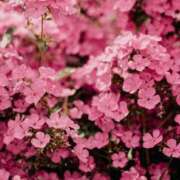 ヒメ日記 2026/01/26 05:30 投稿 八木香苗 ローテンブルク