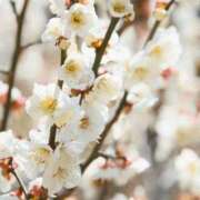 ヒメ日記 2026/02/10 08:33 投稿 八木香苗 ローテンブルク