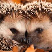 ヒメ日記 2026/02/14 10:06 投稿 八木香苗 ローテンブルク