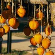 ヒメ日記 2026/02/16 06:00 投稿 八木香苗 ローテンブルク