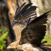 ヒメ日記 2026/02/17 06:00 投稿 八木香苗 ローテンブルク