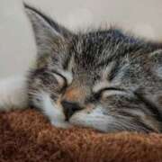 ヒメ日記 2026/02/22 14:01 投稿 八木香苗 ローテンブルク