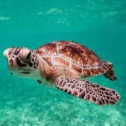 ヒメ日記 2026/03/07 05:00 投稿 八木香苗 ローテンブルク