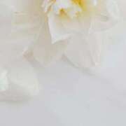 ヒメ日記 2026/03/09 05:15 投稿 八木香苗 ローテンブルク