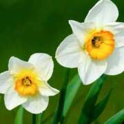 ヒメ日記 2026/03/14 10:23 投稿 八木香苗 ローテンブルク