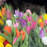 八木香苗 乗れない乗り物 ローテンブルク