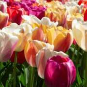 ヒメ日記 2026/04/06 08:41 投稿 八木香苗 ローテンブルク