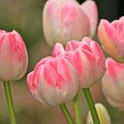 ヒメ日記 2026/04/18 17:30 投稿 八木香苗 ローテンブルク