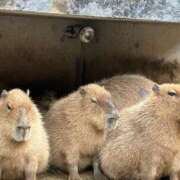 ヒメ日記 2025/11/26 20:18 投稿 ちはるさん いけない奥さん 梅田店