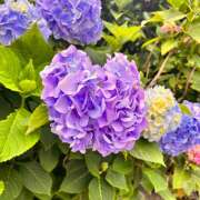 ヒメ日記 2025/06/10 08:35 投稿 リオ Club 妻