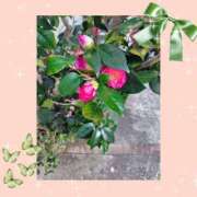 ヒメ日記 2025/03/18 19:05 投稿 千歳（ちとせ） 熟女の風俗最終章 大宮店