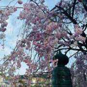 ヒメ日記 2025/04/12 09:42 投稿 白鳥　えみ アムアージュ