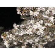 ヒメ日記 2025/04/01 19:35 投稿 ゆりな 素人系イメージSOAP 彼女感 宇都宮本館