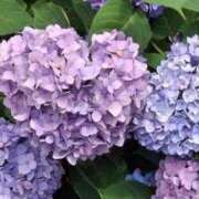 ヒメ日記 2025/06/05 12:56 投稿 水野 熟女の風俗最終章 新横浜店