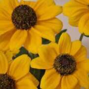 ヒメ日記 2025/06/20 12:26 投稿 水野 熟女の風俗最終章 新横浜店