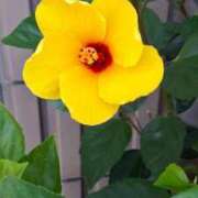 ヒメ日記 2025/07/21 11:06 投稿 水野 熟女の風俗最終章 新横浜店