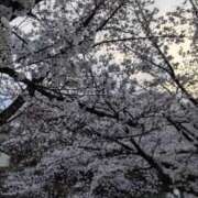 ヒメ日記 2025/04/19 11:12 投稿 もも モアグループ 土浦人妻花壇